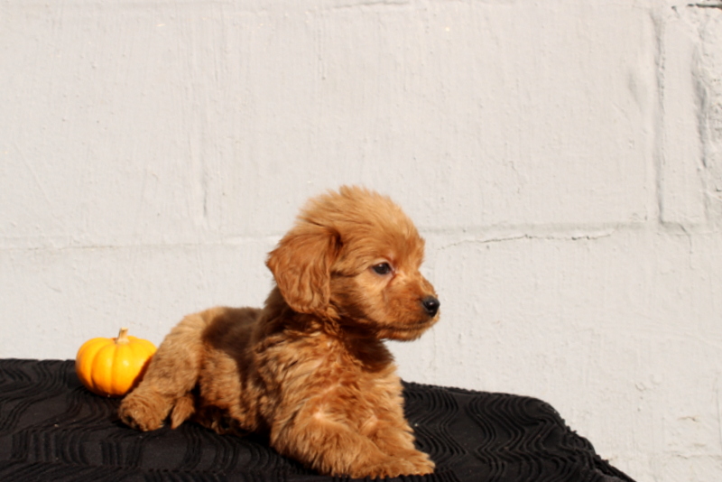 puppy, for, sale, Mini Goldendoodle F1, Matthew B. Stoltzfus, dog, breeder, Gap, PA, dog-breeder, puppy-for-sale, forsale, nearby, find, puppyfind, locator, puppylocator, aca